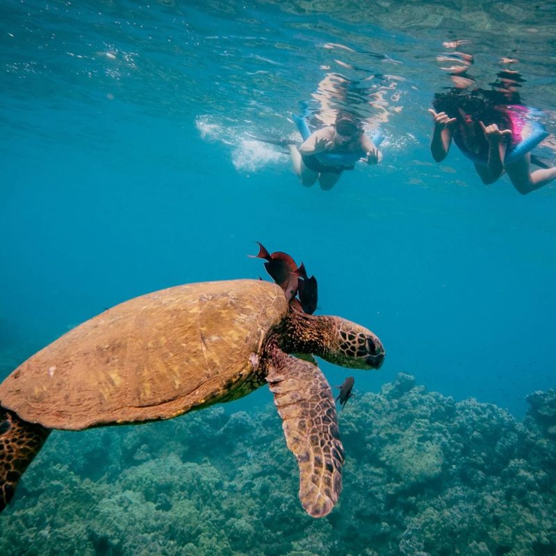 Hawaiian green sea turtle (honu) with cleaning fish below two snorkelers, one giving the shaka sign