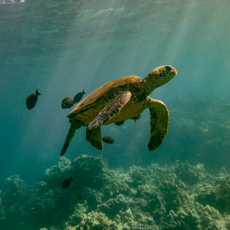 Hawaiian green sea turtle (honu) swimming upward through sunlit water with cleaning fish