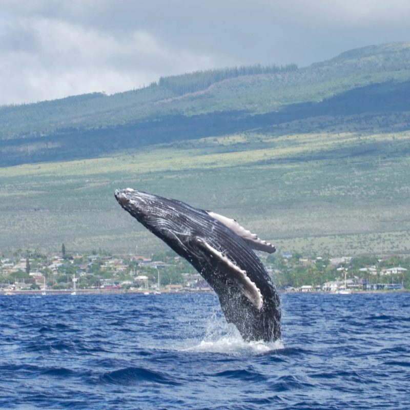 Humpback whale breaching with the Maui coastline and hills in the background