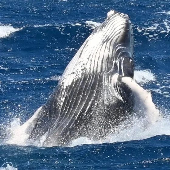 Humpback whale breaching out of deep blue Maui ocean water, white belly exposed