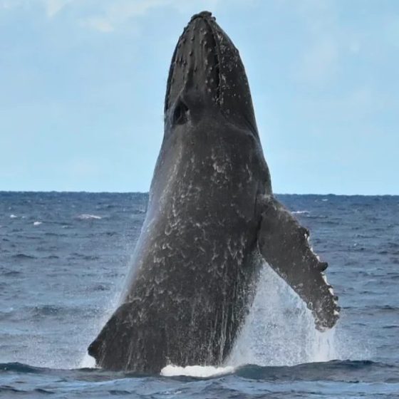 Humpback whale in a full vertical breach against the sky off Maui