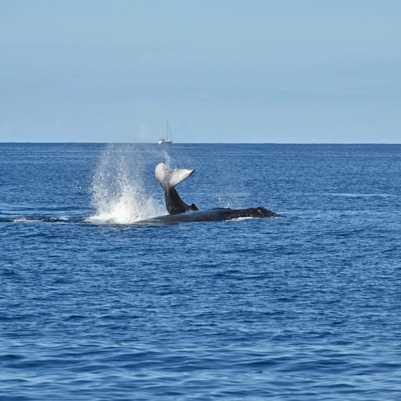 Humpback whale tail-up dive with a sailboat on the horizon off Maui