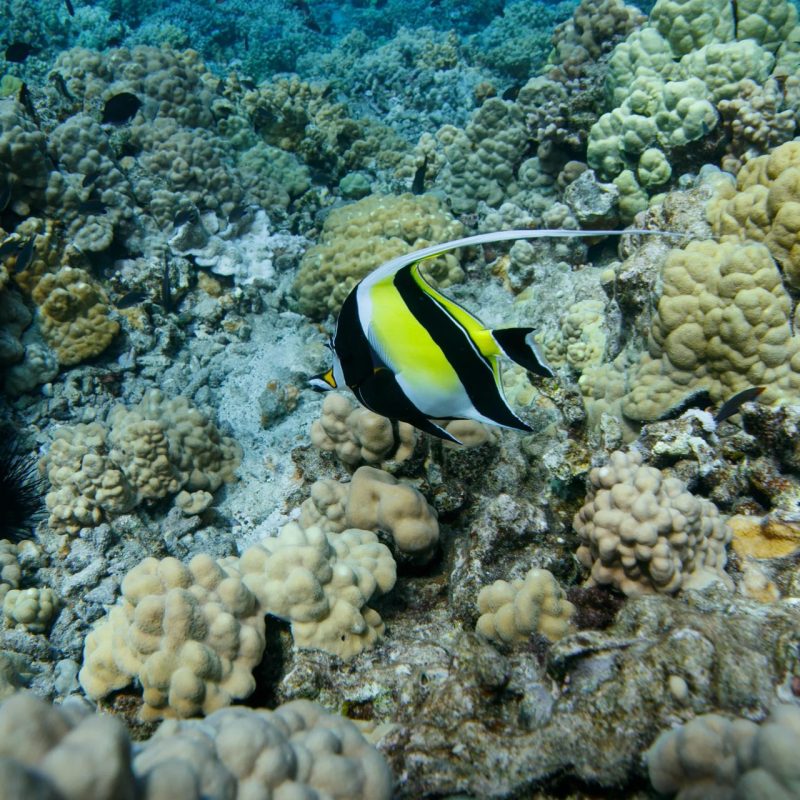 Moorish idol with black, white, and yellow bands swimming over a coral reef in Maui