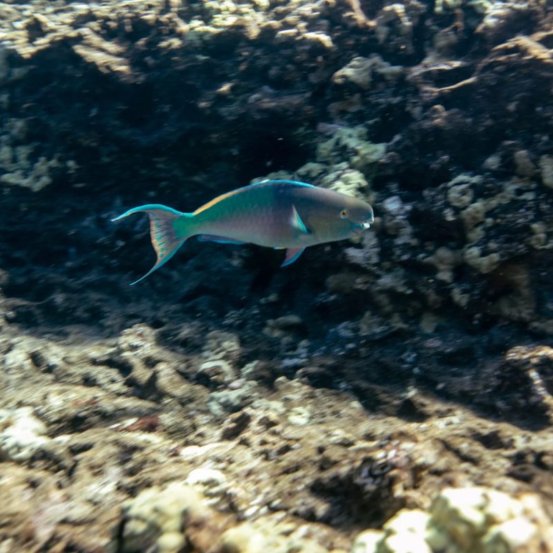 Colorful parrotfish swimming over a coral reef in Maui