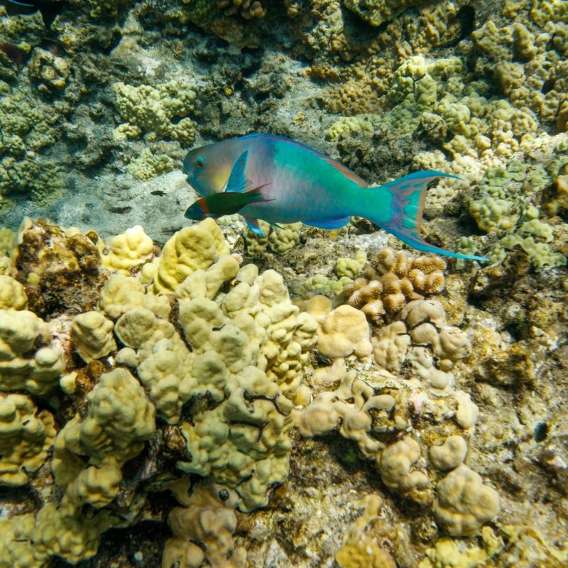 Parrotfish and a small wrasse swimming over a coral reef in Maui