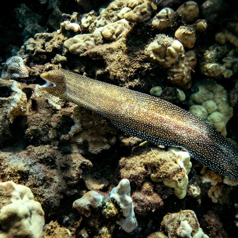 Spotted moray eel with its mouth open resting on a coral reef in Maui
