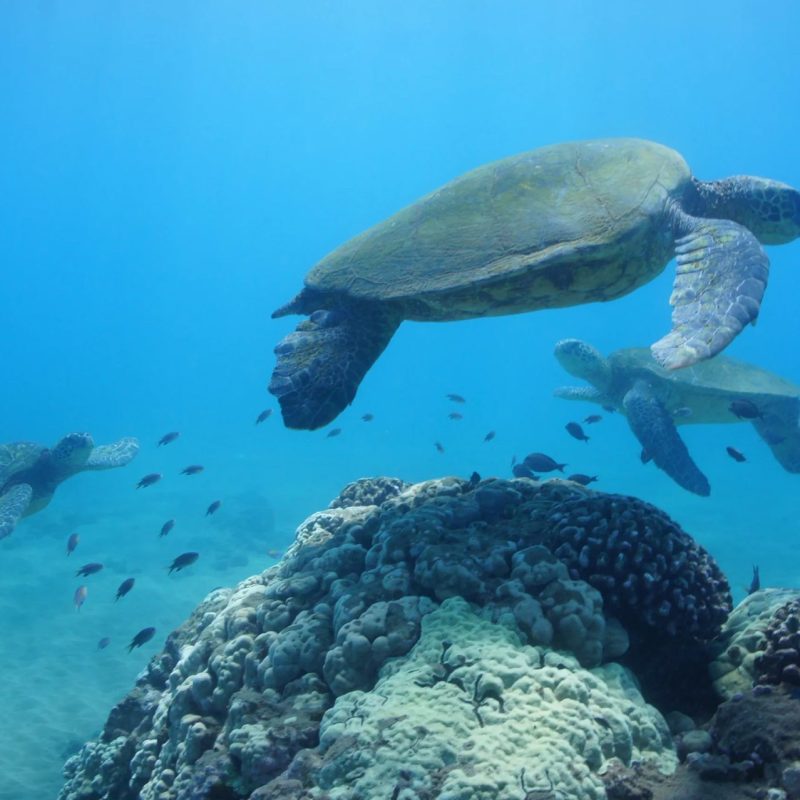 Two green sea turtles gliding over a coral reef in Maui, Hawaii