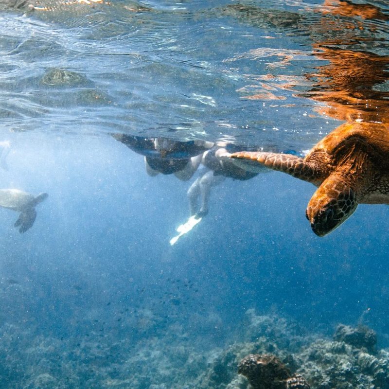 Two Hawaiian green sea turtles swimming near the surface with snorkelers above
