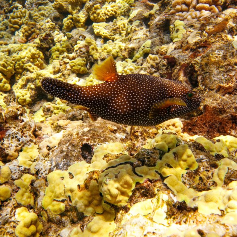 White-spotted pufferfish swimming over a coral reef in Maui